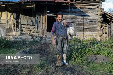 گزارش تصویری | دامداری سنتی گالش مِنزل - سوادکوه