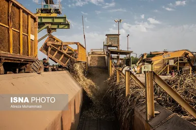 آغاز برداشت محصول نیشکر در خوزستان