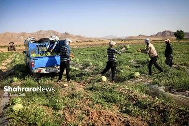 برداشت هندوانه در روستای گلسرا