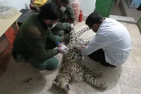 علت مرگ ماده پلنگ خواف پارگی حنجره توسط سگ&zwnj;های گله بود