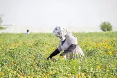 سطح زیر کشت گیاهان دارویی خراسان رضوی بیش از ۲۸ هزار هکتار است 