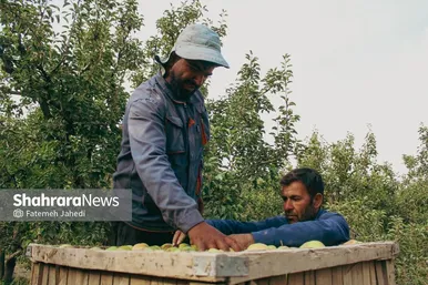 گزارش تصویری | برداشت گلابی از باغات چناران