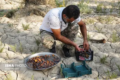 ایران زیباست | برداشت خارَک و رطب - بوشهر