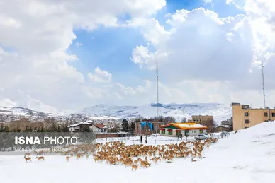 ایران زیباست | سفر قوچ‌ها و میش‌ها در میان رشته کوههای البرز