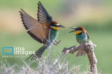 گزارش تصویری | پرنده‌ای به نام زنبور خوار اروپایی
