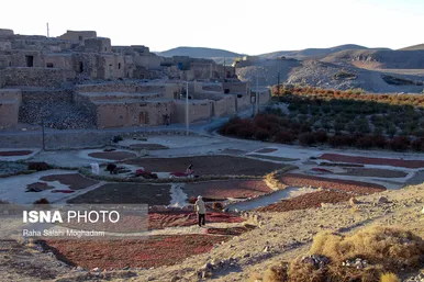 برداشت «زرشک» در روستا‌های خراسان جنوبی