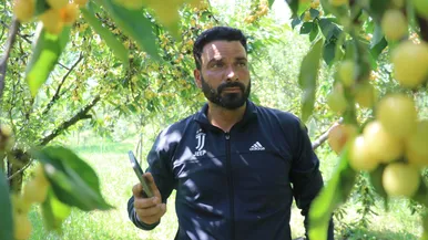 برداشت گیلاس در کشمیر