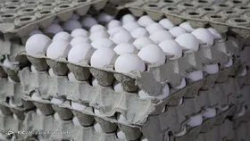 سایز تخم مرغ بهانه جدید گرانی&zwnj;ها