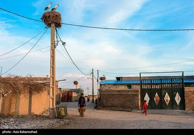 ایران زیباست | همزیستی لک لک‌ها در روستای کپر جودکی بروجرد با مردم روستا
