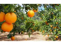 ۸۰ درصد از تولید محصولات باغی تا سال ۱۴۰۳ شناسه‌دار شوند
