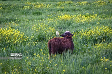 ایران زیباست | حیات وحش منطقه «چمیم»