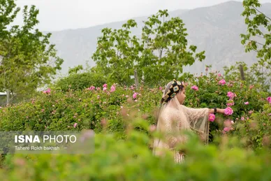 گزارش تصویری | برداشت گل محمدی و تهیه گلاب به یاد دانش‌آموزان شهید میناب - میمند