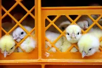 افزایش ۵ برابری قیمت جوجه یک روزه!