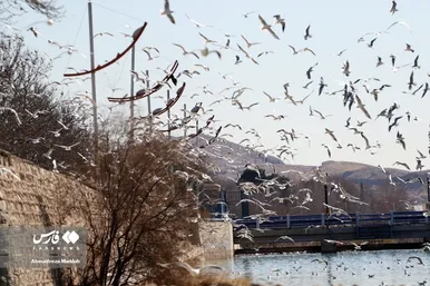 مرغان دریایی سیبری؛ میهمان زمستانی شیرازی‌ها