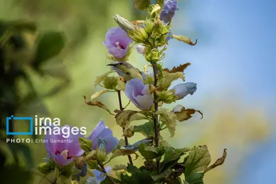 گزارش تصویری | دنیای پرندگان