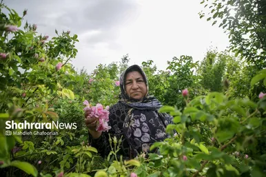 برداشت گل محمدی در روستای فرخد در نزدیکی مشهد