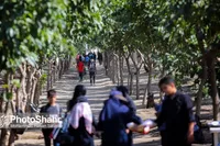 ورود ۲۴۰ هزار و ۷۸۷ نفر به مشهد مقدس در روز ۲۲ شهریور ۱۴۰۲