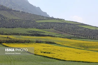 ایرانِ زیبا | «کلزای» بهاری در گلستان