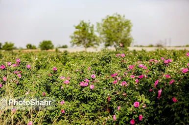 برداشت گل محمدی در روستای فرخد