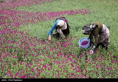 ایران زیباست | برداشت گل گاو زبان در روستای سجیران گیلان