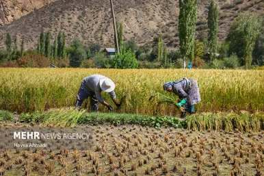 گزارش تصویری | برداشت سنتی برنج در سوادکوه