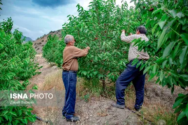 ایران زیباست | برداشت گیلاس در روستای بندبن