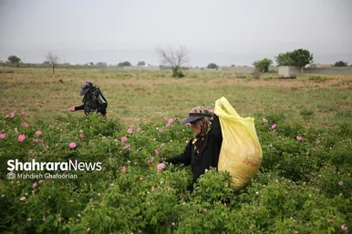برداشت گل محمدی در روستای فرخد در نزدیکی مشهد