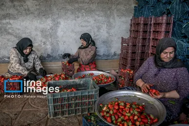 گزارش تصویری | بهارِ سرخ شفیع‌آباد