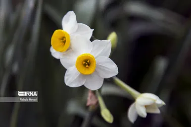 ایران زیباست | برداشت نرگس در گلستان