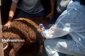 واکسیناسیون رایگان تب&zwnj;برفکی ۲ هزار دام سبک در طرقبه&zwnj;شاندیز توسط جهادگران بسیجی