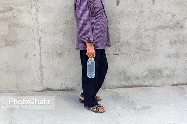 برداشت گل محمدی در روستای فرخد
