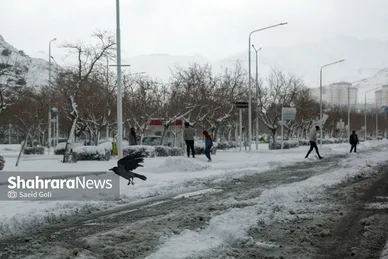 گزارش تصویری | بارش برف در مشهد