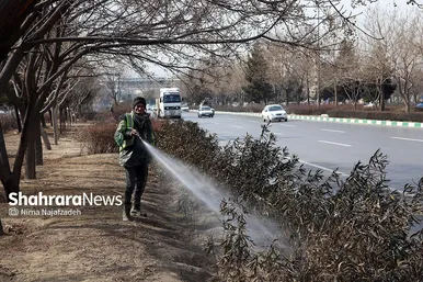هرس درختان در مشهد چند قدم مانده به بهار