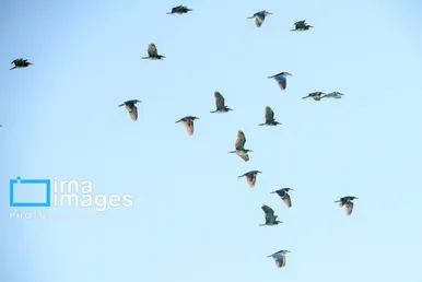 ایران زیباست | روز جهانی پرندگان مهاجر