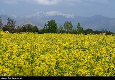 ایران زیباست | کشت کلزا در شهرستان سلسله - لرستان