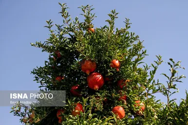 ایران زیباست | انارستان تنگ سیاب (کوهدشت)