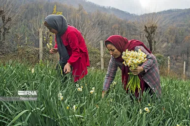 ایران زیباست | برداشت نرگس در گلستان