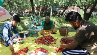 برداشت گیلاس در کشمیر