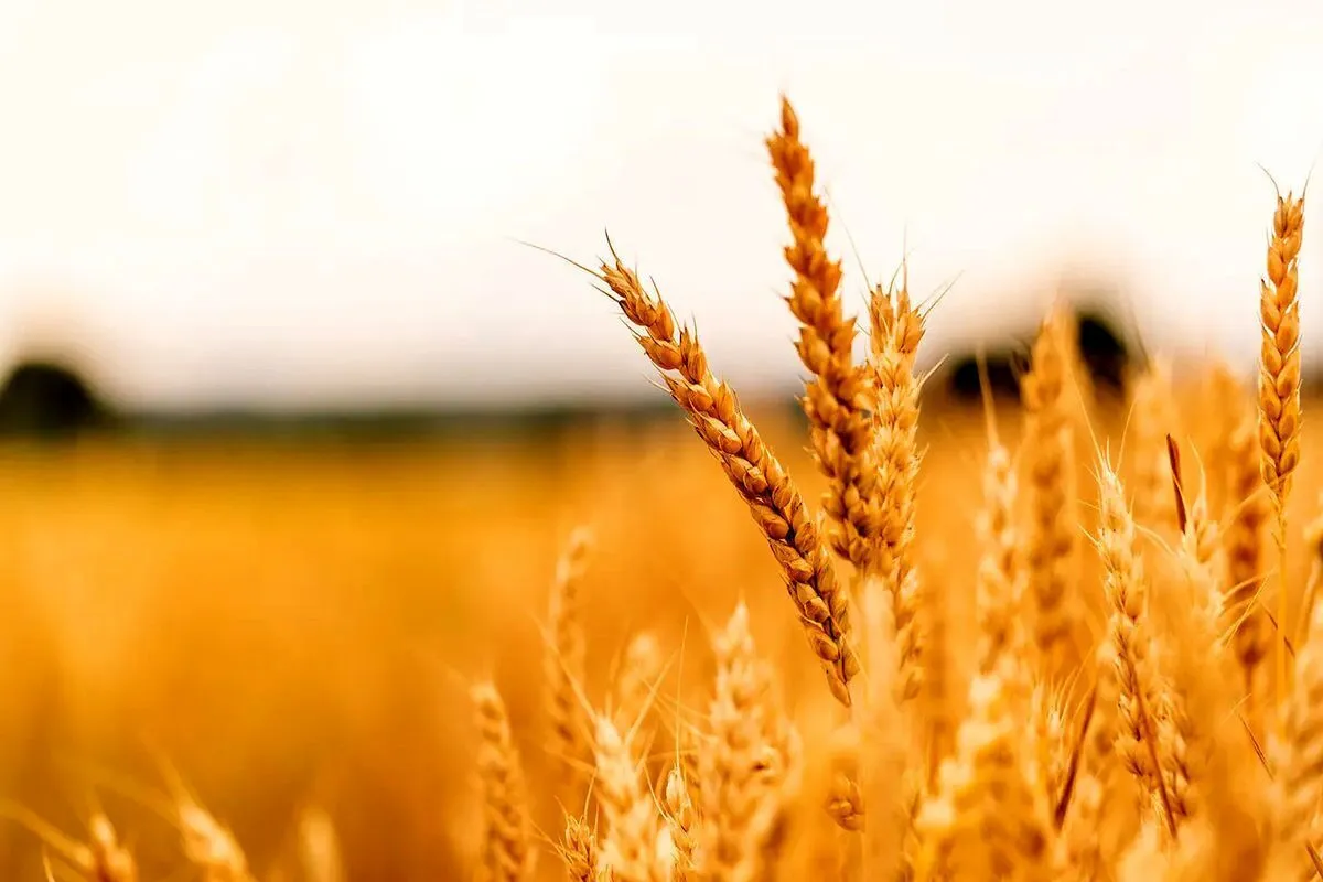قیمت خرید تضمینی گندم اعلام شد (۲۷ دی ۱۴۰۲)