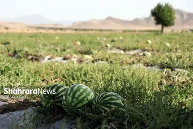 برداشت هندوانه در روستای گلسرا