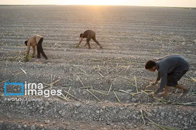 گزارش تصویری | کشت نیشکر در خوزستان
