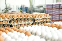 قیمت امروز گوشت، مرغ و تخم مرغ در مشهد (یکشنبه ۲۰ اردیبهشت ۱۴۰۵) | کاهش قیمت تخم مرغ