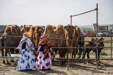 جشنواره کوچ عشایر مغان