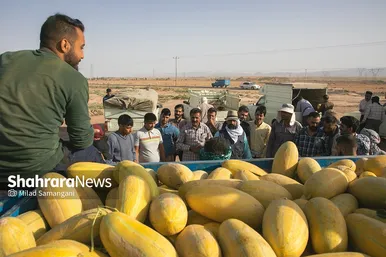 فصل برداشت خربزه‌ جامی