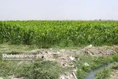 تحول سبز مشهد با کاشت ۴۴۰ هکتار درخت در کشف‌رود