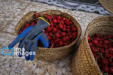 برکت خاک ایران | برداشت چای قرمز در روستای علوه