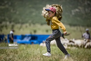 عکس‌های پشم‌چینی گوسفندان عشایر