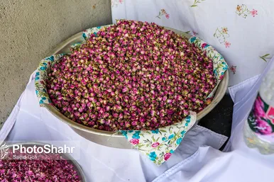 برداشت گل محمدی در روستای فرخد