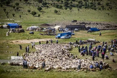 عکس‌های پشم‌چینی گوسفندان عشایر