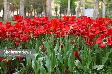 گزارش تصویری | جشنواره گل‌های لاله در مشهد